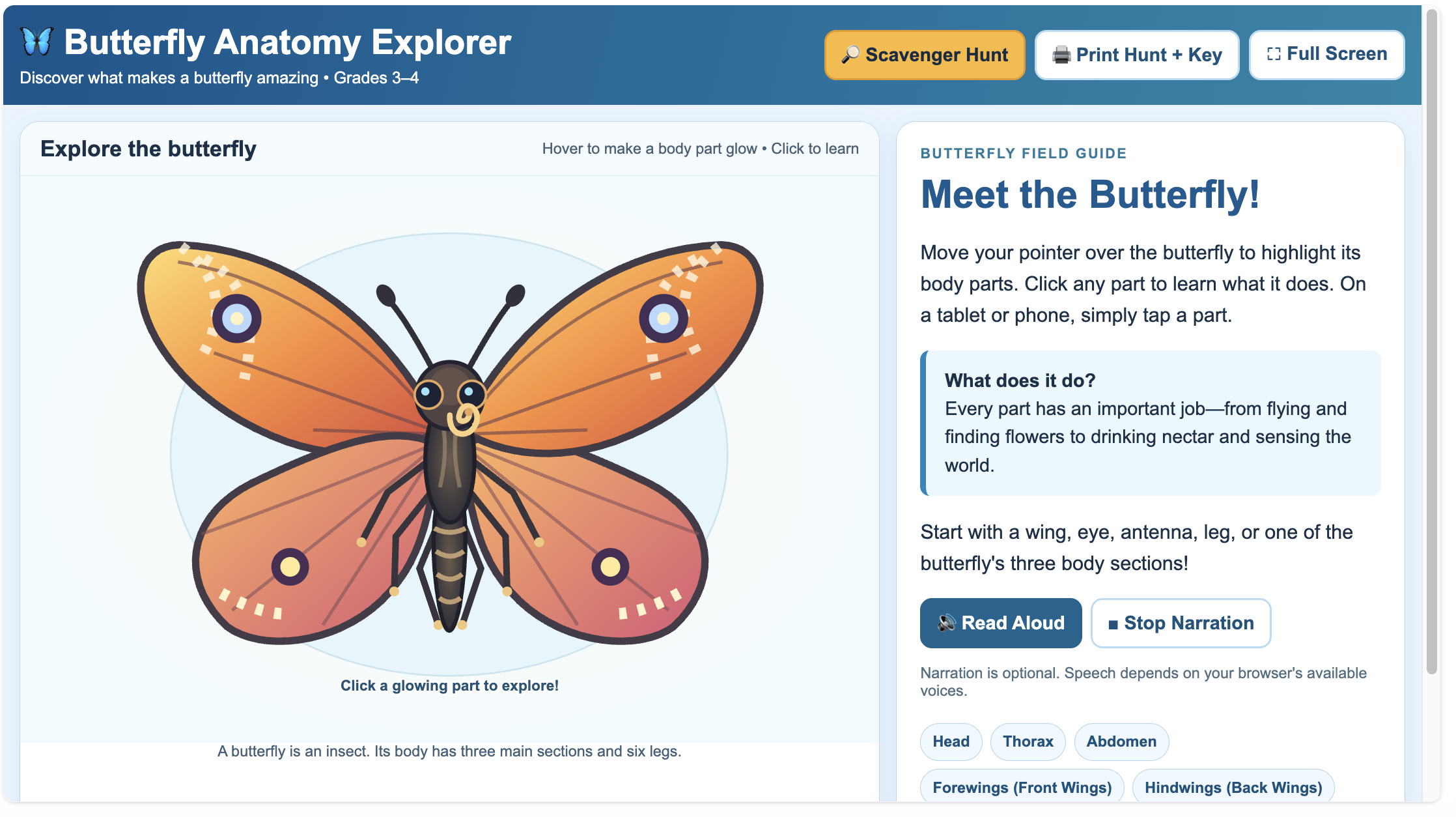 Butterfly Anatomy